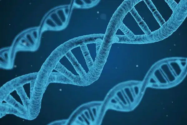 DNA条形码
