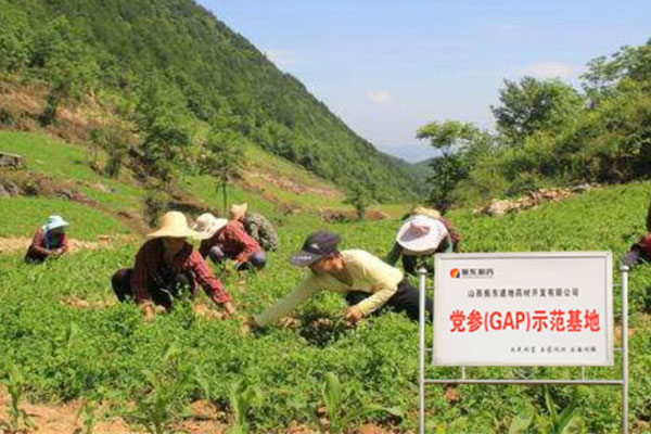 振东,振东中药材,中药材